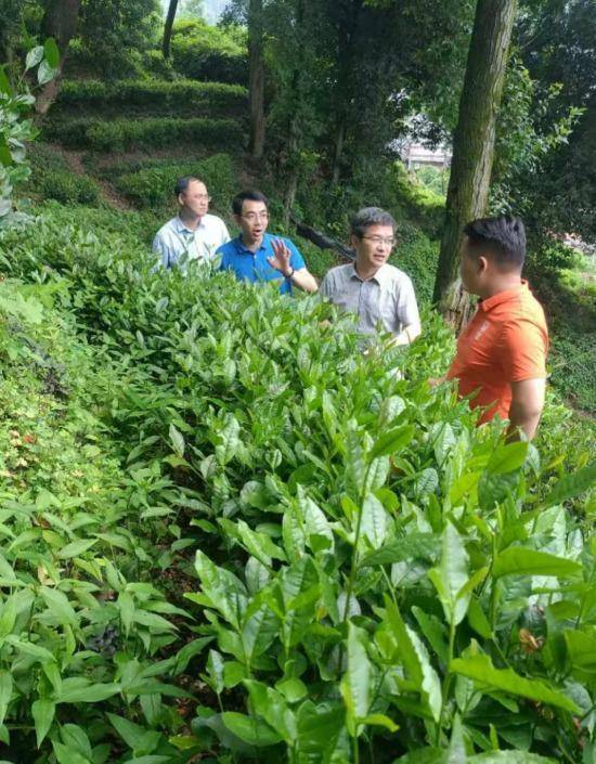 科元网 监督护航促振兴 茶韵新宁谱新篇